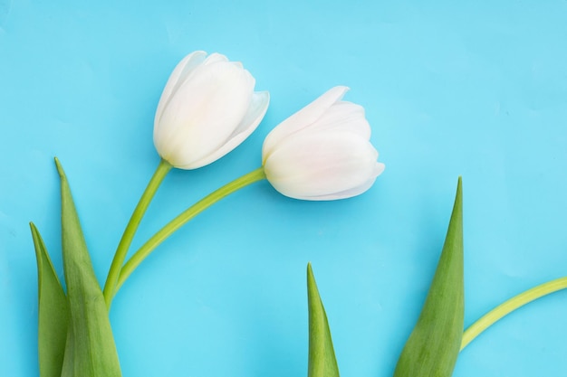 White tulips on blue background