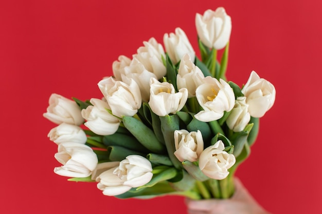 White tulips bouquet in hand against red background