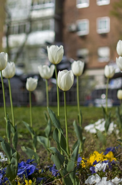 White tulips in a garden with a brick building in the background