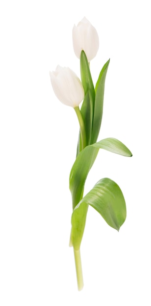 White tulips isolated on the white background