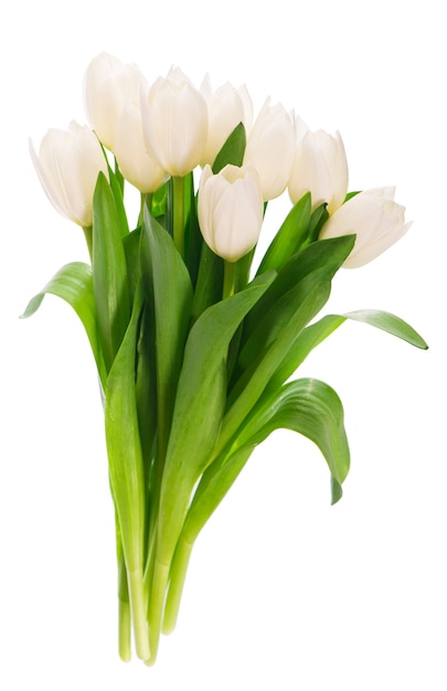 White tulips isolated on the white wall