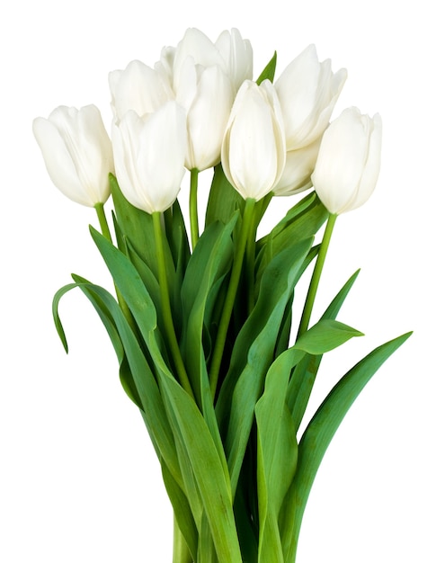 Белые тюльпаны, изолированные на белом фоне с обтравочным контуром