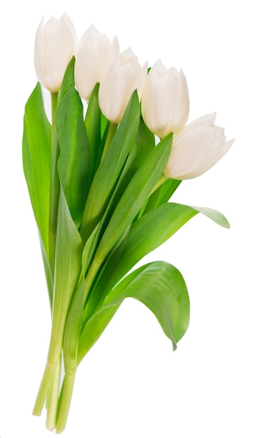 White tulips isolated on the white