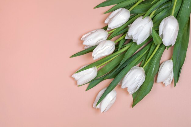 White tulips lie on pink background. place for text, view from above