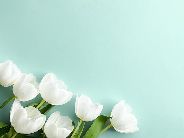 White tulips on mint backdrop beautiful flowers as flatlay background nature concept