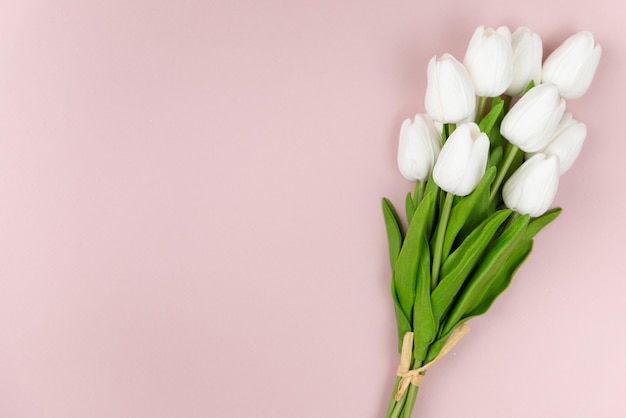 White tulips on a pink background.