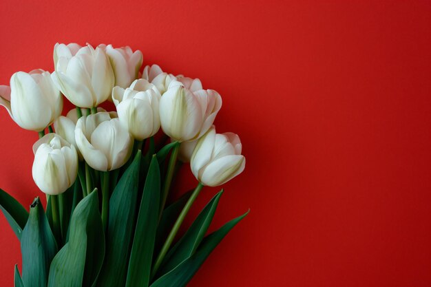 White tulips on a red background Template for spring holidays womens mothers day with copyspace