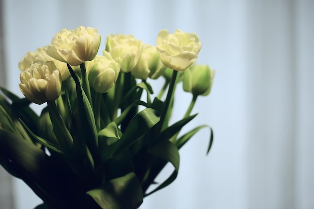 white tulips spring bouquet, background fresh flowers romantic congratulation march april, seasonal background