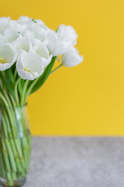 Tulipani bianchi in vaso trasparente su sfondo colorato. concetto di primavera.