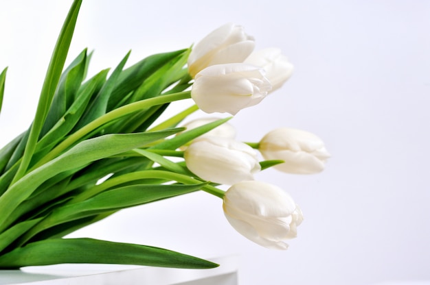 White Tulips on white background