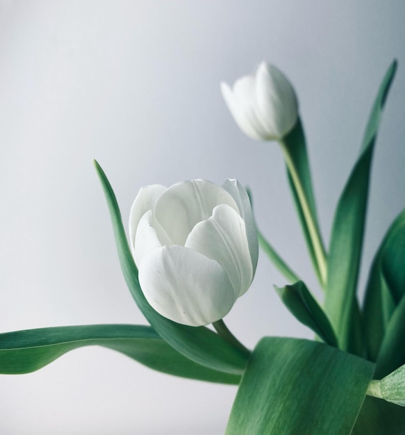 white tulips with the green leaves on a white background