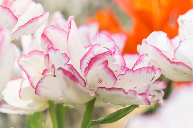 White tulips with pink petal edges