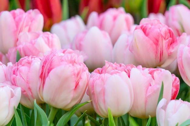 White tulips with pink streaks