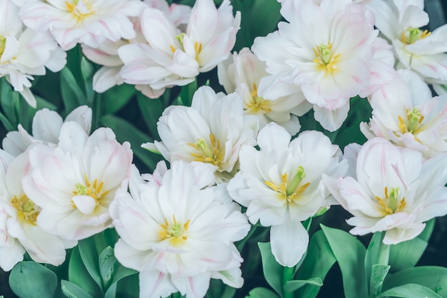 White tulips