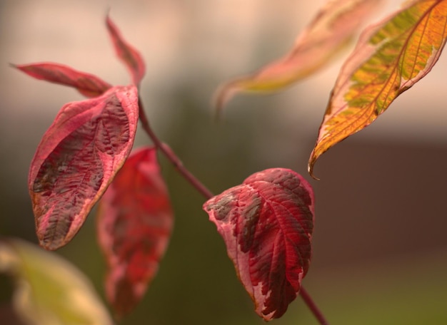 White turf sibirica variegataautumn cityscape city parks after
rain yellow red and orange colors of autumn the usual pink color of
autumn leaves selective focus blurred background