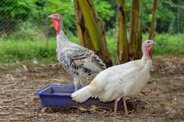 White Turkey in banana garden at thailand