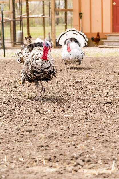 White turkey at the small urban farm