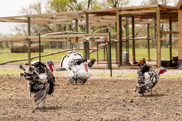 White turkey at the small urban farm.