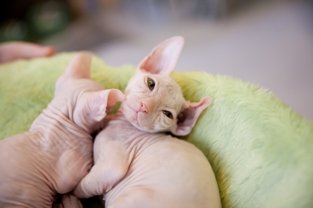 a white two month old Don Sphinx cat on light green fur carpet