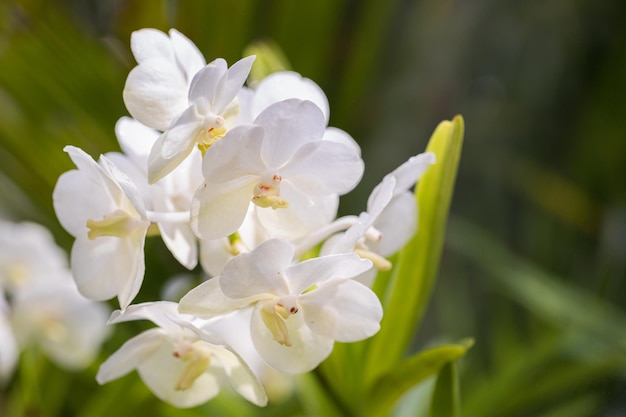 Белые цветы орхидеи Ванда в саду