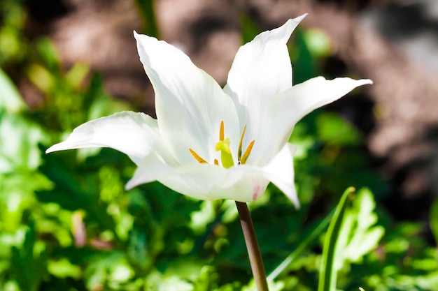 White varietal tulip closeup on green foliage