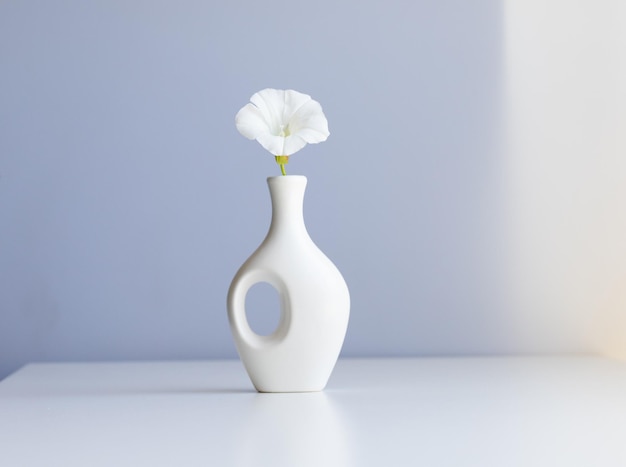 White vase and white flower on abstract light blue background