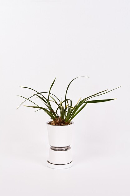 Photo a white vase with a plant in it that says'grass'on it