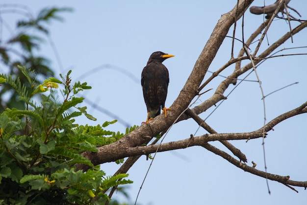 자연 배경에 흰색 통풍 myna