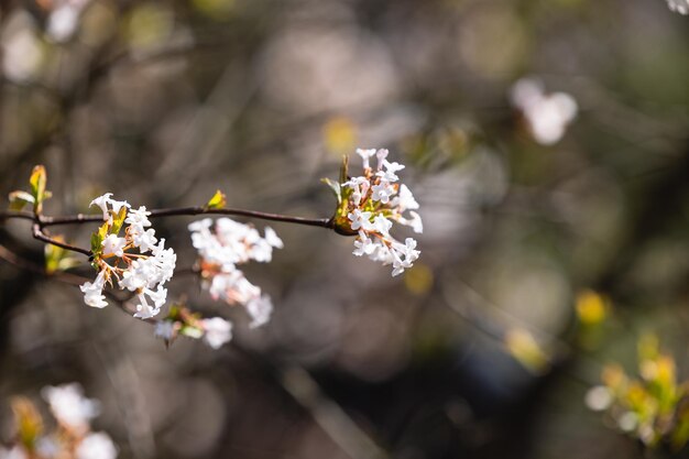 白いビバーナムの花が枝にく