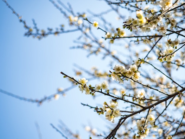 White Victoria Plum blossom against dark background.