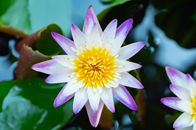 White violet lotus in home garden