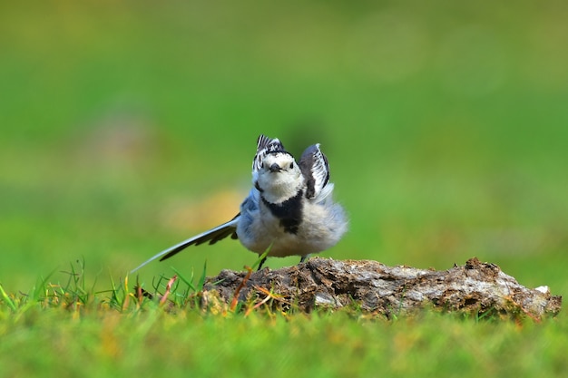 Photo white wagtail birds.