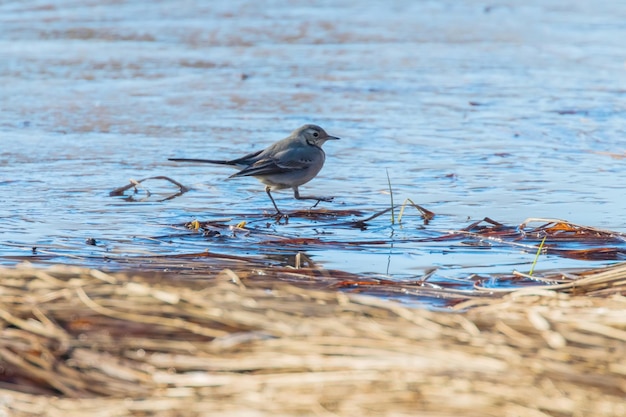 흰색 Wagtail, 얼음 위의 귀여운 작은 새(Motacilla alba)