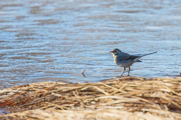 写真 ハクセキレイ 氷の上のかわいい小鳥 motacilla alba