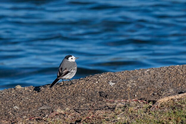 White Wagtail in its natural environment