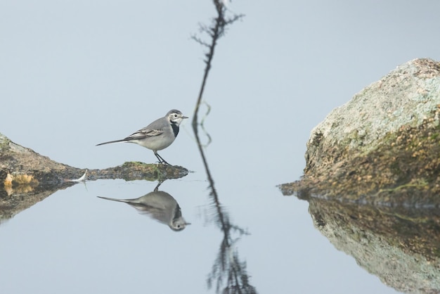 Photo white wagtail in its natural environment.