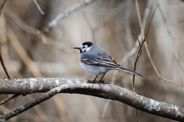 흰색 Wagtail Motacilla 알바 나뭇가지에 앉아