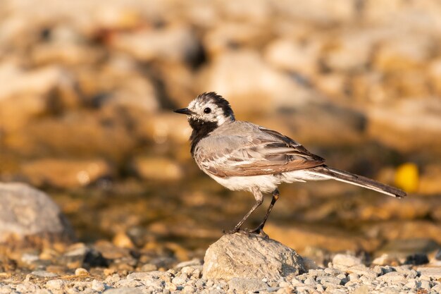 야생에서 흰색 wagtail motacilla alba.