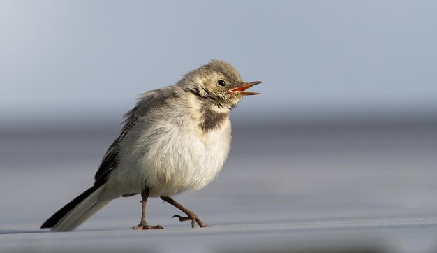 Белая трясогузка Motacilla alba Молодая птичка поет