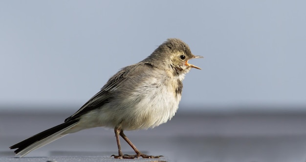 Белая трясогузка Motacilla alba Молодая птичка поет