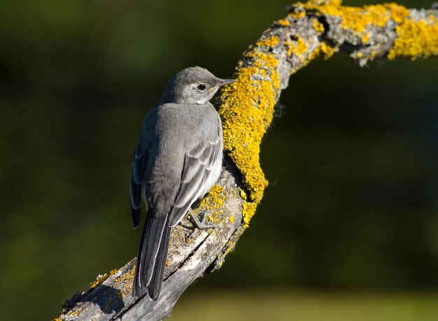 흰색 wagtail motacilla alba 한 어린 새가 아름다운 오래된 나뭇가지에 앉아 있다