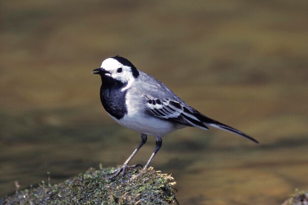 Photo white wagtail motacilla alba