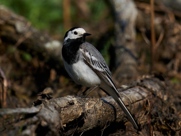 White wagtail Motacilla alba