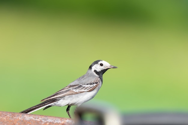 The white wagtail Motacilla albax9