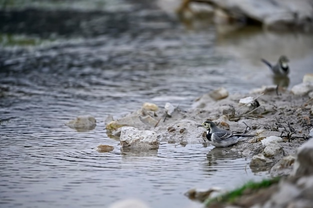 水の泉の横にある岩の上にとまる白い鶺鴒