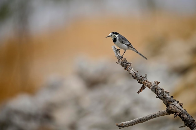 초점이 맞지 않는 배경이 있는 나뭇가지에 앉아 있는 흰색 Wagtail