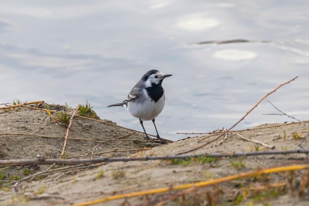 White wagtail a small bird with black and white