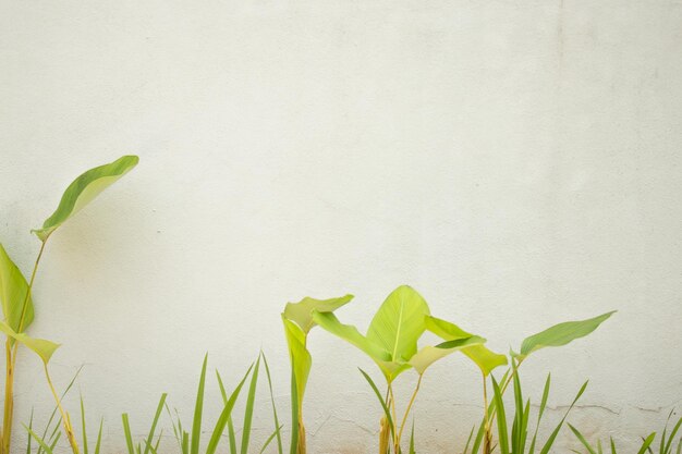 写真 モックアップに適した緑の植物と白い壁の背景