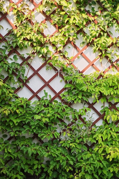 White wall covered with wooden bars and covered with ivy