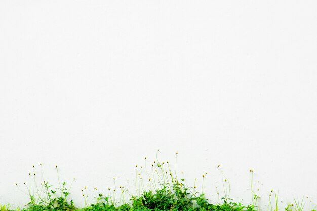 Foto fiore bianco del muro e dell'erba
